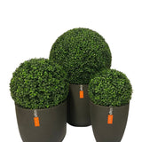 De Kunstplant Buxus romeinse stijl UV D55cm is een kunst buxus vormsnoei in een donkergrijze pot met een klein oranje label tegen een witte achtergrond.