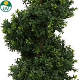 Close-up van de Kunst Buxus Spiraal Romeinse stijl UV 90cm, een weelderige kunstplant met dichte, glanzende bladeren die spiraalsgewijs rond de stam groeien. Een UV-logo met een zonne-icoon linksboven geeft de UV-bestendigheid aan.