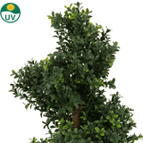 Close-up van de Kunst Buxus Spiraal Romeinse stijl UV 90cm, met dicht, glanzend groen blad en een bruine stam. Een UV-symbool linksboven benadrukt de UV-bescherming. De achtergrond is egaal wit.