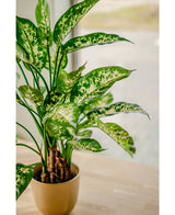 De Kunstplant Dieffenbachia 75 cm, met grote groene bladeren en wit gespikkelde patronen, staat in een sierpot op een licht houten oppervlak bij een raam dat baadt in zacht natuurlijk licht.
