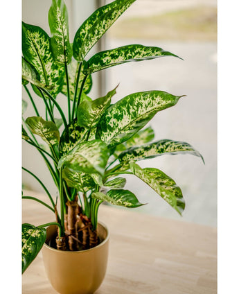 De Kunstplant Dieffenbachia 75 cm, met grote groene bladeren en wit gespikkelde patronen, staat in een sierpot op een licht houten oppervlak bij een raam dat baadt in zacht natuurlijk licht.