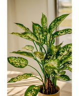 De Kunstplant Dieffenbachia 75 cm, met grote groene bladeren gespikkeld lichtgroen en geel, staat in sierpotten op een licht oppervlak bij een zonovergoten raam.