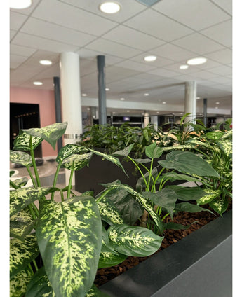 Een close-up van de Kunstplant Dieffenbachia 75 cm in binnenpotten. Op de achtergrond een modern kantoor met witte pilaren, plafondverlichting en vage bureaus en meubels.