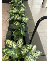 Een Kunstplant Dieffenbachia 75 cm met bonte bladeren staat in een decoratieve pot naast een betegelde vloer en een olijfgroene bank met kussens, wat een gezellig tintje geeft aan de binnenruimte.