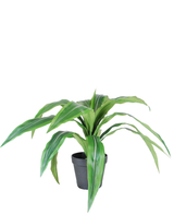 De Kunst Dracaena in pot 50 cm UV heeft lange, puntige bladeren met licht- en donkergroene strepen, in een kleine zwarte plastic pot tegen een witte achtergrond.