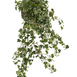 De Kunst Klimop Deluxe Rijk Groen-wit 90 cm heeft lange, hangende stengels en weelderige groene bladeren met witte randen, die sierlijk cascaderen voor een natuurlijke look tegen elke achtergrond.