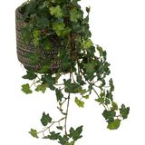 De Kunst Klimop Deluxe Groen 60cm heeft weelderig groene, glanzende, gelobde klimopbladeren die over een decoratieve pot met patroon vallen, tegen een witte achtergrond.