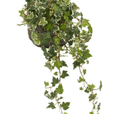 De Kunst Klimop Deluxe Groen-wit 60cm is een Engelse klimop in pot met groen en wit bonte bladeren, lange slingerende ranken en wordt geleverd in een decoratieve zwart-witte pot, gefotografeerd tegen een witte achtergrond.