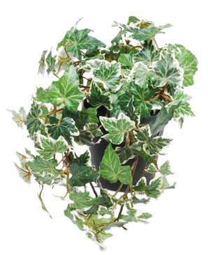 De Kunst Klimop Deluxe groen-wit in pot 40 cm UV heeft weelderige, hangende klimop met groen en wit bonte bladeren, gepresenteerd in een strakke pot tegen een witte achtergrond.