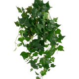 De Kunst klimop reuzenbladeren 100cm heeft een weelderige tros groene klimopbladeren met slingerende wijnranken op een effen witte achtergrond.