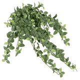 De Kunst Fittonia Groen-wit 90cm is een hangende kunstplant met groene bladeren en witte nerven, die in meerdere richtingen cascadeert tegen een witte achtergrond.