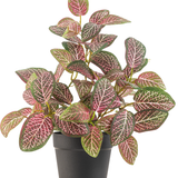 De Kunstplant Fittonia Rood in Pot 25cm heeft ovale groene en roze bladeren met opvallende witte nerven, gepresenteerd in een eenvoudige zwarte bloempot tegen een witte achtergrond.