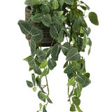 De Kunst hangplant Fittonia Groen-wit 70 cm heeft overhangende groene bladeren met witte aderen, die uit een stijlvolle zwartbruine plantenbak komen, tegen een witte achtergrond.