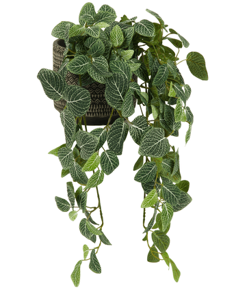 De Kunsthangplant Fittonia Groen-wit 70cm heeft groene bladeren met witte aderen, die uit een decoratieve zwarte pot met een geometrisch patroon komen, perfect als opvallend accentstuk.