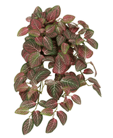 Een Kunsthangplant Fittonia Rood en wit van 70 cm met dichte, hangende bladeren in groene tinten met opvallende rode en witte nerven, gepresenteerd tegen een witte achtergrond.