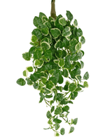 De Kunst Hangplant Pumila 50 cm UV heeft weelderige, trapsgewijze groene bladeren met roomwitte randen, prachtig weergegeven tegen een witte achtergrond.