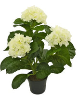 Maak kennis met de Kunstplant Hortensia Wit UV 35 cm, een levensechte kunstplant met drie trossen lichtwitte hortensiabloemen en weelderig groen blad, prachtig vervaardigd om op echte bloemen te lijken, gepresenteerd tegen een stralend witte achtergrond.