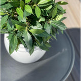 De Kunstplant Laurier UV d33 cm, een bladgroene kunstplant in een witte pot, staat op een ronde donkergrijze tafel, met natuurlijk licht dat zachte schaduwen creëert.