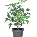 De Kunst Laurier in pot UV 43 cm is een kleine, weelderige groene potplant met meerdere stengels en ovale bladeren, gepresenteerd in een eenvoudige zwarte plastic pot tegen een witte achtergrond.