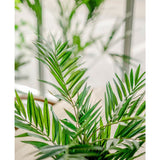 Een close-up van de Kunstpalm Parlour UV 60 cm binnenshuis toont de levendige, glanzend groene bladeren die worden verlicht door natuurlijk licht van grote ramen, wat een frisse en levendige sfeer creëert.