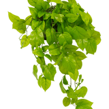 De Kunst Pothos Struik Deluxe 90cm heeft levensechte, levendig groene hartvormige bladeren die naar beneden vallen, ideaal om weelderig groen toe te voegen aan elke ruimte. Afgebeeld geïsoleerd op een witte achtergrond.