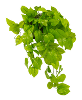 De Kunst Pothos struik Deluxe 90 cm UV is een weelderige, hangende kunstkamerplant met levendige groene, hartvormige bladeren die elegant uit een plantenbak komen, perfect om elke ruimte op te fleuren.