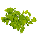 De Kunst Pothos Struik Deluxe 60cm heeft een cluster van levendige groene bladeren met gladde randen en puntige uiteinden, prachtig geïsoleerd op een witte achtergrond.