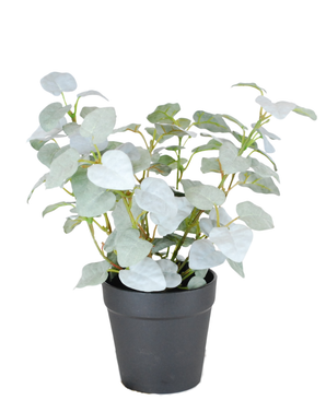 De Kunst Pumila "Silver" in pot 25 cm UV heeft ronde, zilvergroene bladeren en wordt geleverd in een eenvoudige zwarte pot, tegen een effen witte achtergrond.