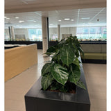 Een rij weelderig groene kamerplanten, met de Kunstplant Syngonium UV 58 cm in een zwarte rechthoekige plantenbak, creëert een groene oase in dit moderne kantoor met betegelde vloeren, grote ramen en licht meubilair.