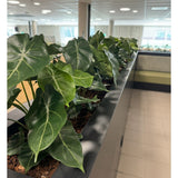 Een rij Kunstplant Syngonium UV 58 cm omzoomt een plantenbak op het aanrecht, vult deze lichte, moderne ruimte met hartvormig groen en brengt een groene oase bij zonverlichte ramen en strakke tegelvloeren.