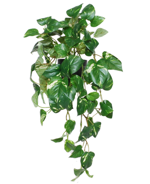 De Kunst Hangende goudrank in pot 60 cm UV heeft hartvormige groene bladeren met lichtgele schakeringen, die uit een zwarte pot komen tegen een witte achtergrond.