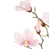De Kunstmagnoliatak Real Touch Roze 98cm heeft delicate lichtroze magnolia bloemen en knoppen op een tak, tegen een witte achtergrond.