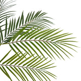 Close-up van Kunstpalm Chamaedorea 83 cm met groene, slanke bladeren tegen een witte achtergrond, waardoor een natuurlijke en tropische look ontstaat.