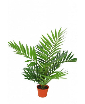 Kunstpalm Parlour 60 cm