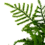 Close-up van Kunstplant Asparagus 59 cm met levendig groene, fijngestructureerde bladeren tegen een helderwitte achtergrond. De delicate, vederlichte bladeren zijn prominent gedetailleerd en strekken zich diagonaal uit over het beeld.