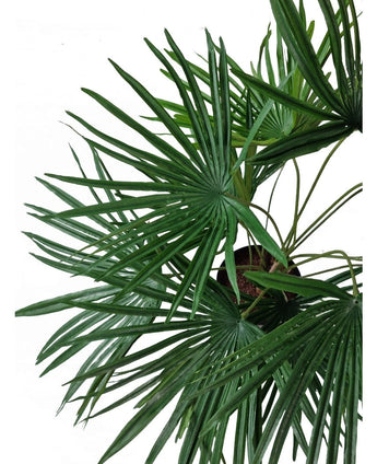 Kunstplant Baby Palm Fan in pot 50 cm