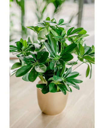 Kunstplant Baby Schefflera 45 cm