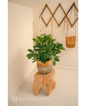 Kunstplant Baby Schefflera 45 cm