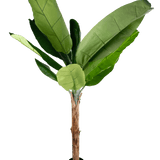 De Kunstplant Bananenboom 180 cm is een hoge kunstbananenplant met grote groene bladeren en een bruine stam in een kleine zwarte pot, afgebeeld tegen een effen witte achtergrond.