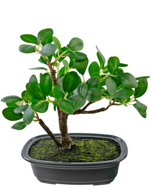 Kunstplant Bonsai Ficus 20 cm