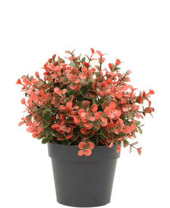 Kunstplant Buxus rood in pot 19 cm UV