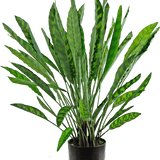 De Kunstplant Calathea 60 cm is een hoge kunstplant met veel lange, smalle groene bladeren met lichte en donkere patronen, gerangschikt in een eenvoudige zwarte pot tegen een witte achtergrond.