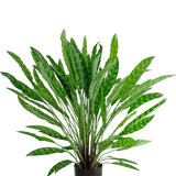 Kunstplant Calathea 85 cm - een weelderige groene kamerplant in pot met lange, slanke rechtopstaande bladeren in een zwarte pot, geïsoleerd op wit.