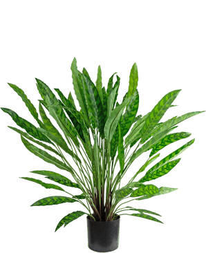 Kunstplant Calathea 85 cm