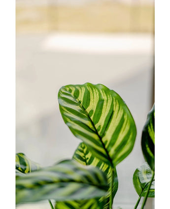 Kunstplant Calathea Makoyana 60 cm