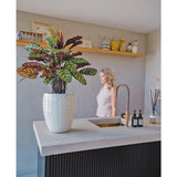 De Kunstplant Calathea Makoyana UV 75 cm rood, met levendige groene en paarse bladeren, staat op een modern keukeneiland met een gouden kraan; een vrouw in een lichte jurk is vaag op de achtergrond bij een beige muur en decoratieve plank.