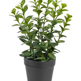 De Kunstplant Chlorophytum 28 cm heeft meerdere rechtopstaande groene stelen met glanzende, ovaalvormige bladeren in een eenvoudige zwarte plastic pot, perfect om elke ruimte op te fleuren.