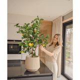 Een glimlachende vrouw staat in een moderne keuken en verzorgt de Kunstplant Citroenboom 90 cm met rijpe citroenen op een zwart aanrecht terwijl het natuurlijke licht binnenstroomt door een groot raam naast haar.