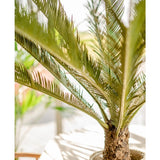 Een close-up van de Kunstplant Cycus Palm Deluxe 95 cm toont de lange, slanke groene bladeren en de bruine stam met textuur, die binnen in fel natuurlijk zonlicht wordt getoond.