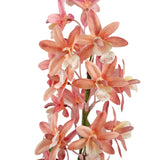 De Kunstplant Cymbidium 58 cm roze heeft roze en perzikkleurige orchideeën met een bleek hart en een gevlekte keel, bloeiend op groene stelen tegen een witte achtergrond.